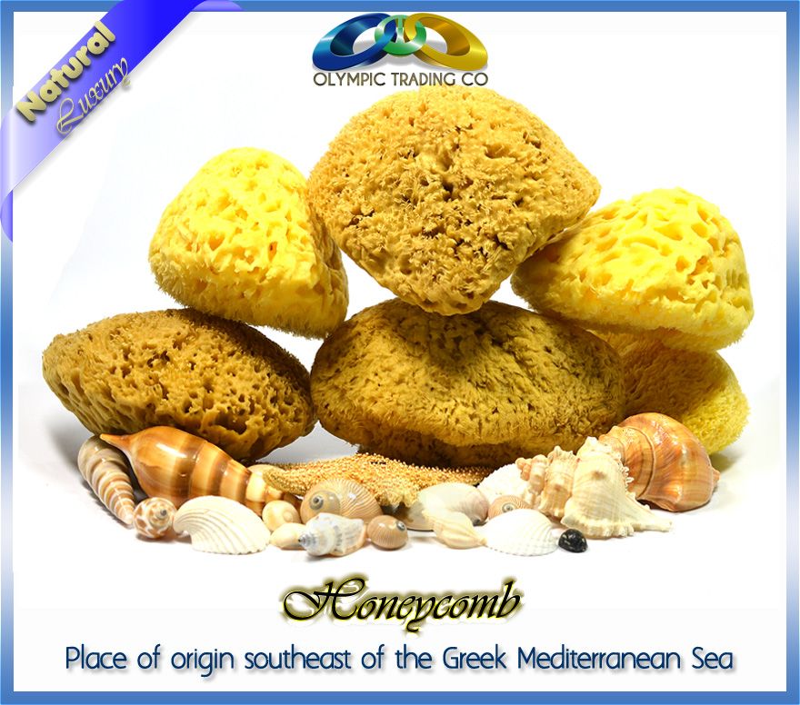 Natural Sea Sponge Honeycomb
