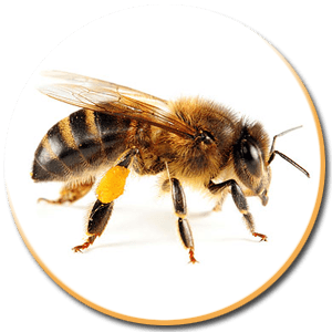Honey Queen bee